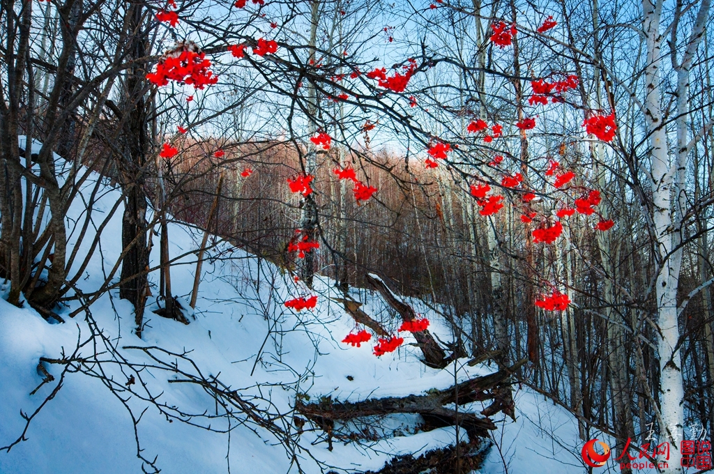 Un hiver tranquille dans les montagnes du Grand Khingan