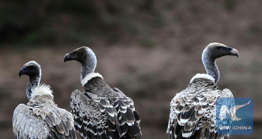 Six vautours d'Afrique menacés d'extinction