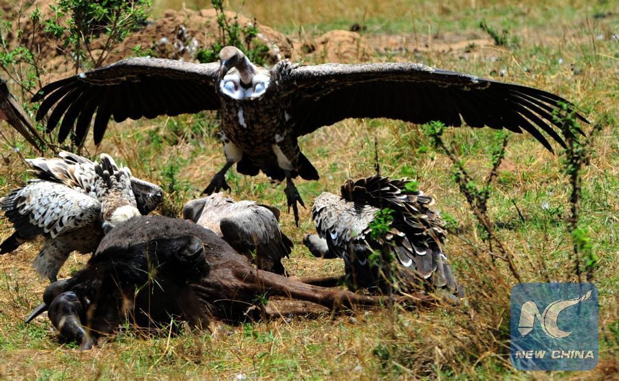 Six vautours d'Afrique menacés d'extinction