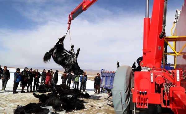Qinghai : une vingtaine de yacks périssent dans un lac gelé