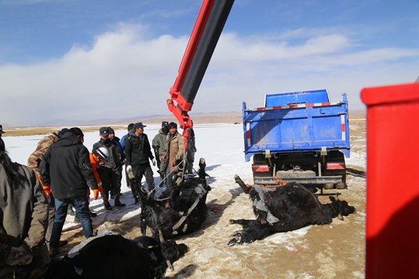 Qinghai : une vingtaine de yacks périssent dans un lac gelé