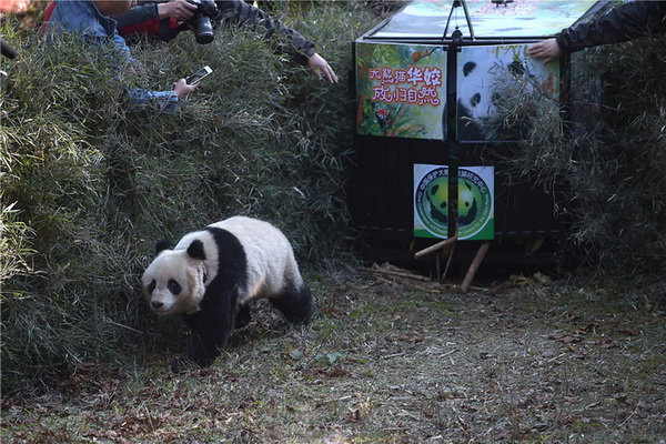 Sichuan : un cinquième panda relâché dans la nature