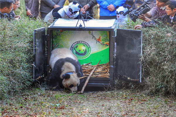 Sichuan : un cinquième panda relâché dans la nature