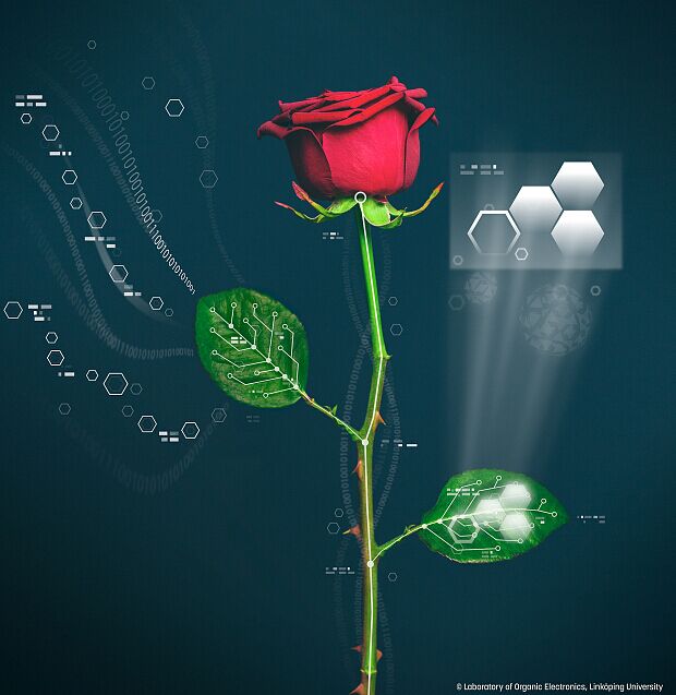 Des chercheurs suédois ont implanté des circuits électroniques à l’intérieur d’une rose