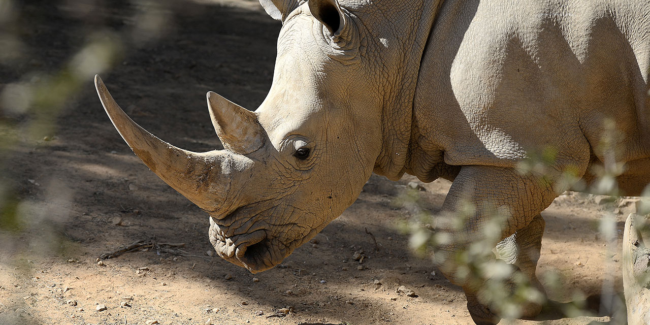 Mort d'un des quatre derniers rhinocéros blancs du Nord existant encore dans le monde