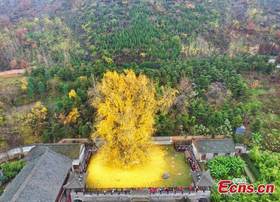 Le tapis doré des feuilles d'un gingko vieux de 4000 ans en Chine