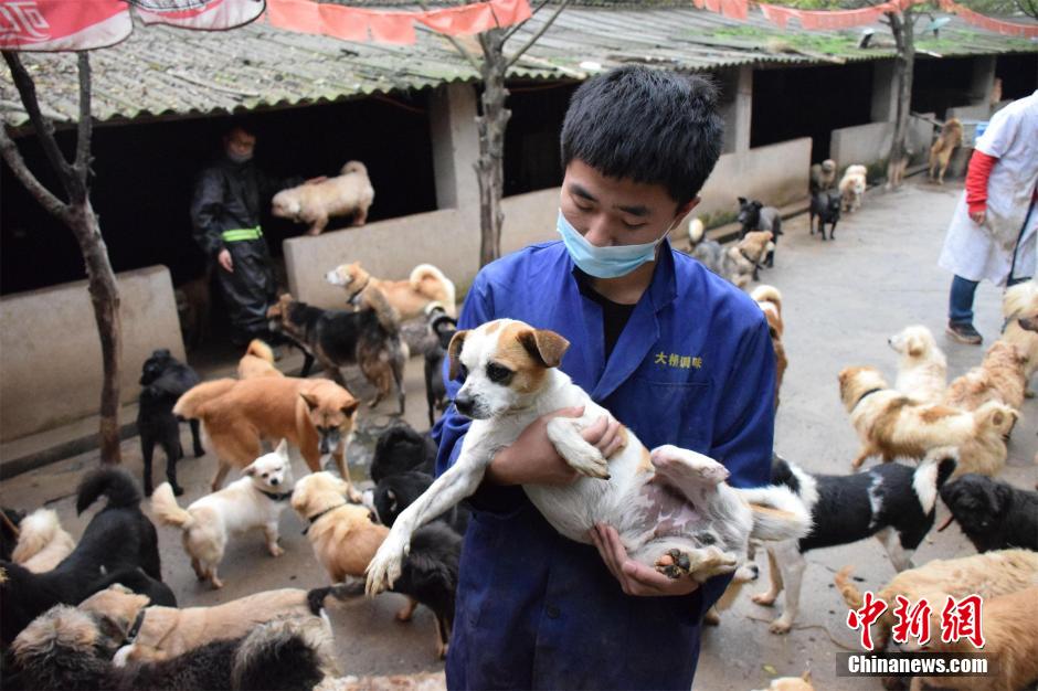 Des milliers de chiens errants sauvés dans le Hubei 