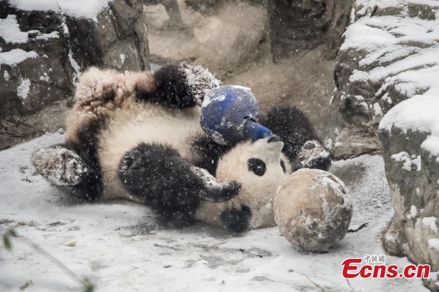 Les pandas goûtent aux joies de la neige au Zoo de Beijing