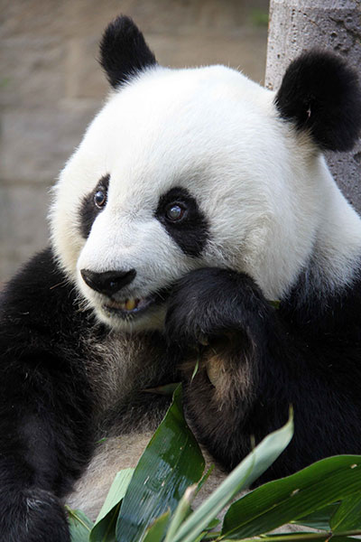 Un panda star fête ses 35 ans