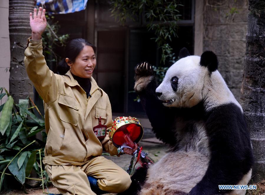 Le panda géant Basi célèbre son 35e anniversaire