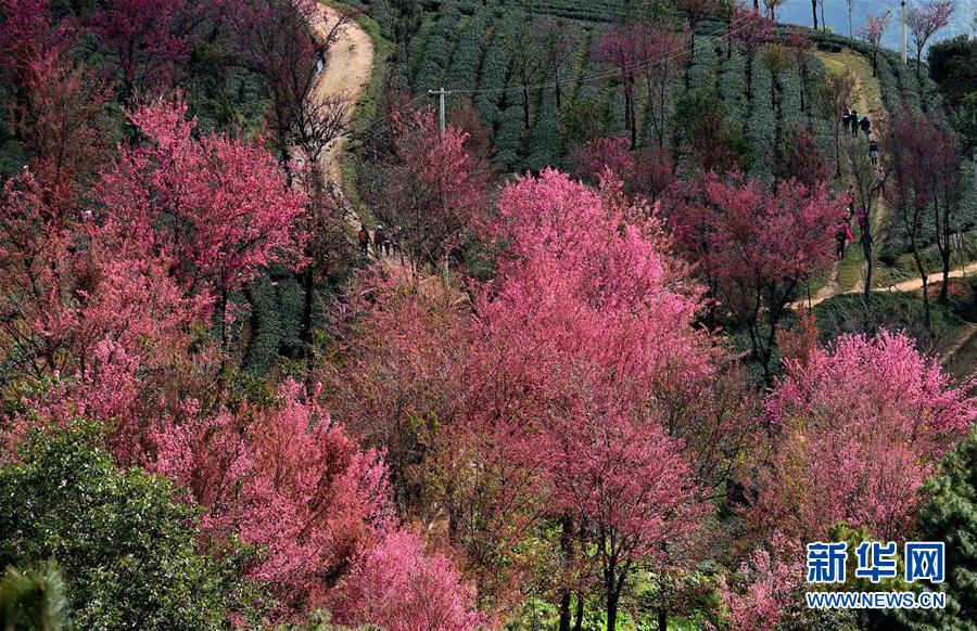 Arbres roses et paysages enchanteurs du printemps au Yunnan