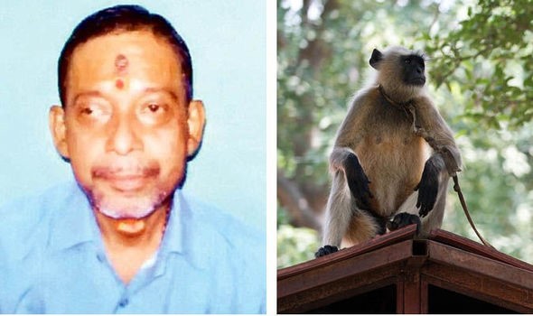 Un religieux hindou lapidé à mort par des singes
