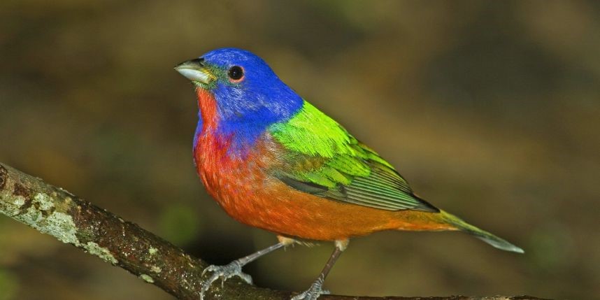 Apparition d'un très rare oiseau multicolore en plein cœur de New York