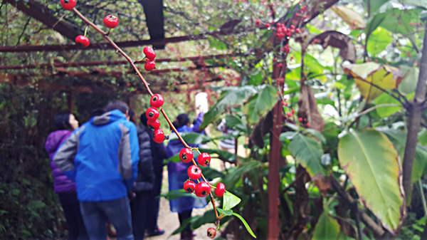 Jiangxi : la biodiversité de la «Gentleman Valley»