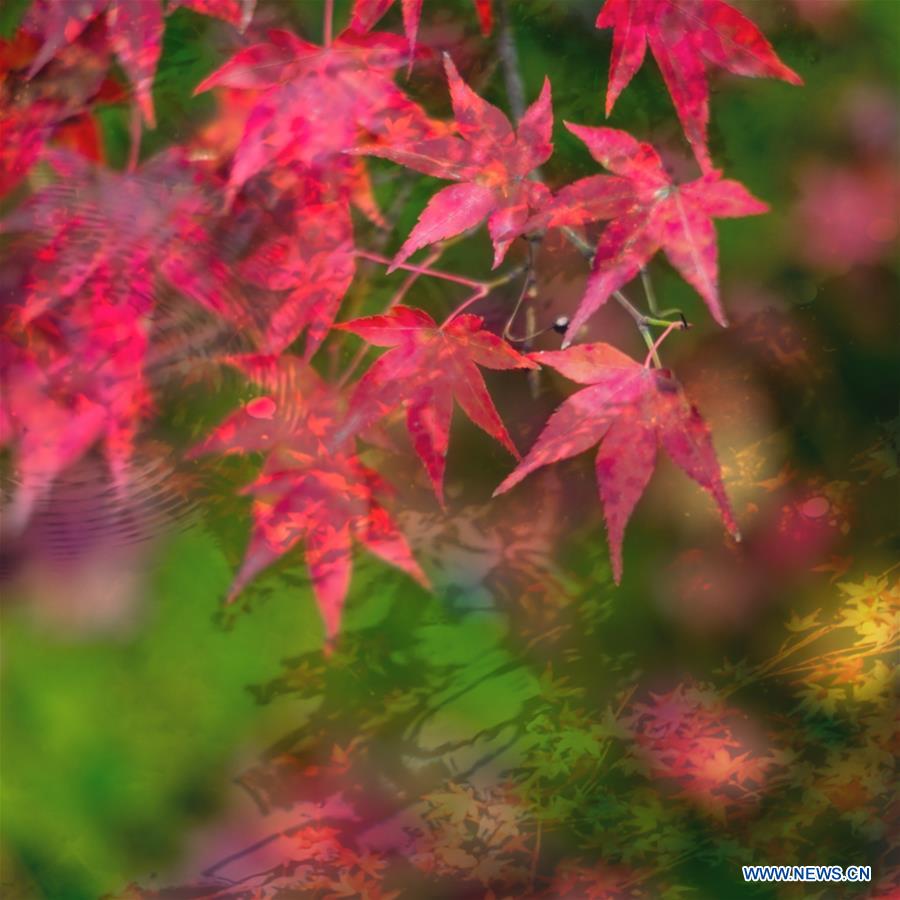 Japon: des feuilles d'érable à Kyoto