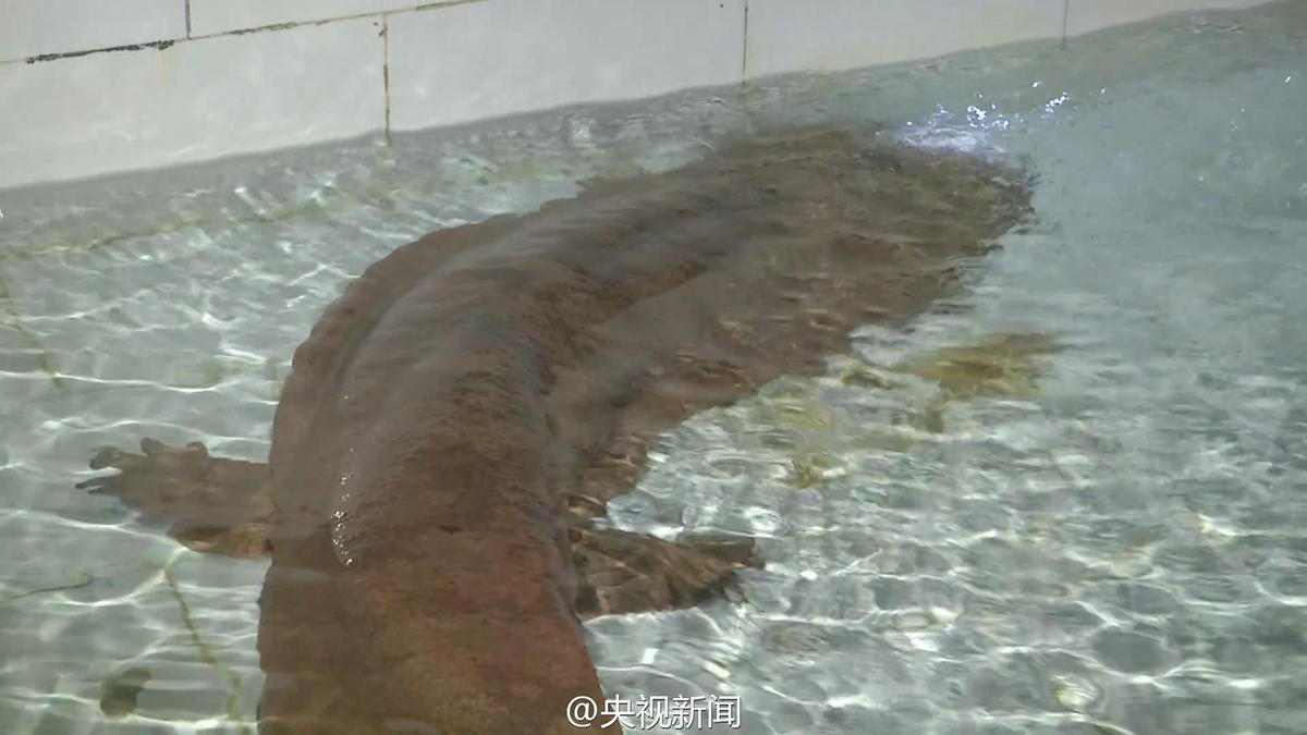 Une salamandre géante possible de 200 ans découverte en Chine