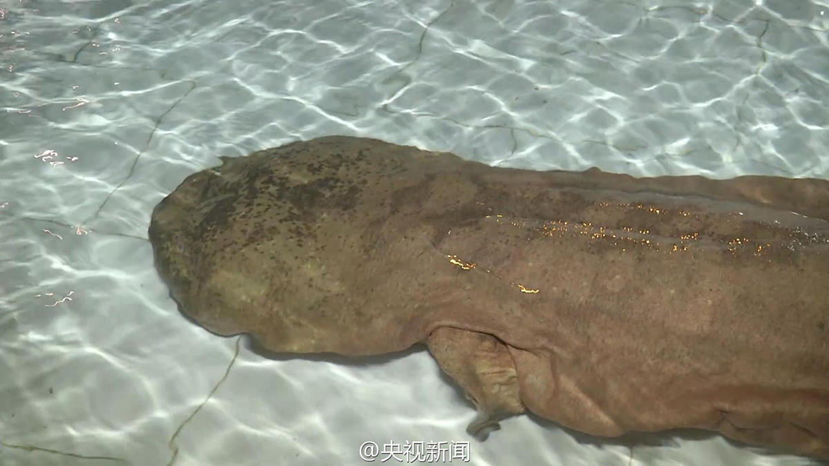 Une salamandre géante possible de 200 ans découverte en Chine