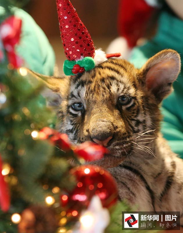 Galerie photos : des animaux déguisés en père Noël