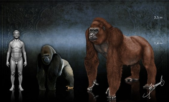 C'est le changement climatique qui a fait disparaitre le plus grand singe du monde il y a 100 000 ans