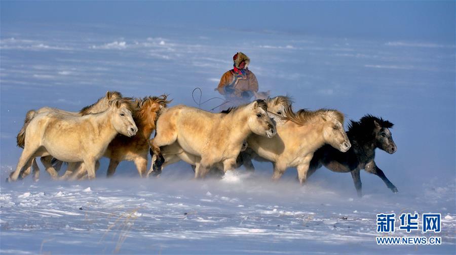 Chine : spectaculaires photos des gardiens de troupeaux mongols galopant dans la neige