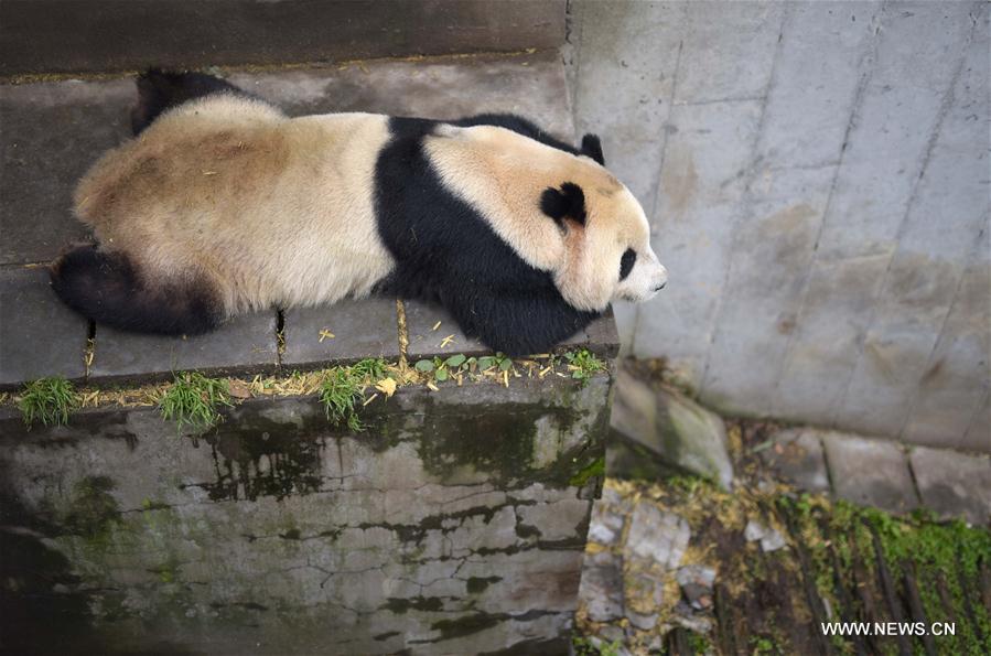 422 pandas géants vivent en captivité en Chine