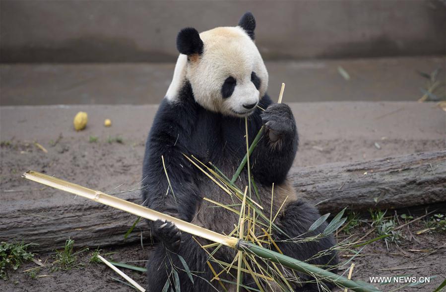 422 pandas géants vivent en captivité en Chine