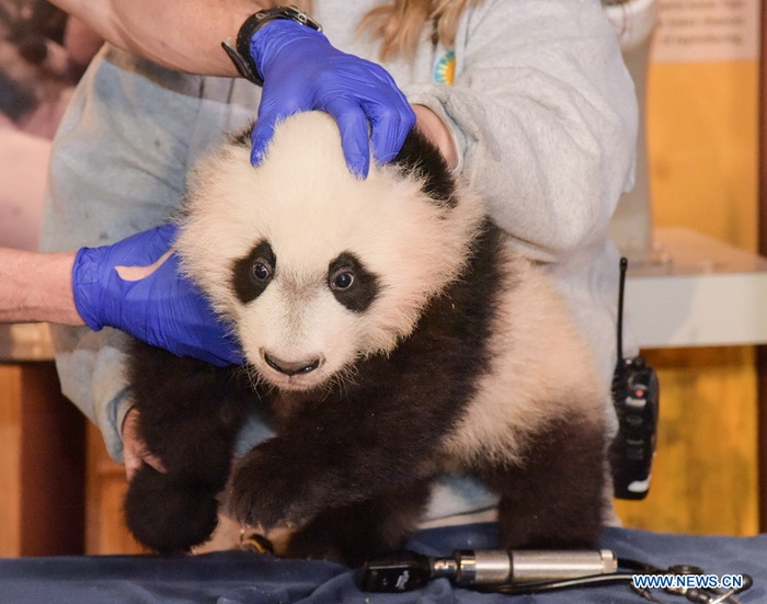 Etats-Unis: le panda 