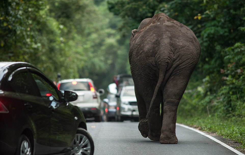 Un éléphant bloque la circulation pendant une heure sur une route de Thaïlande