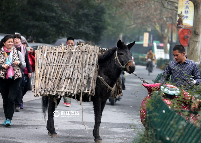 Une mule en fuite sème la zizanie dans les rues de Hangzhou