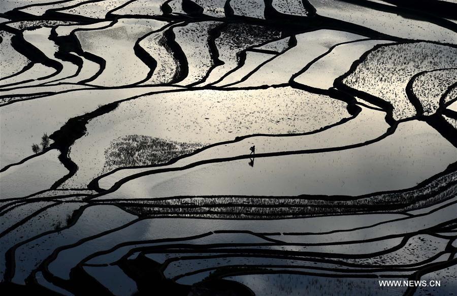 Paysage culturel des rizières en terrasse des Hani de Honghe 