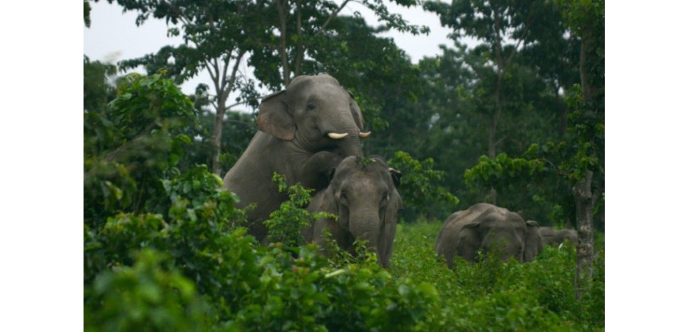 De rares éléphants sauvages repérés dans une forêt du Cambodge