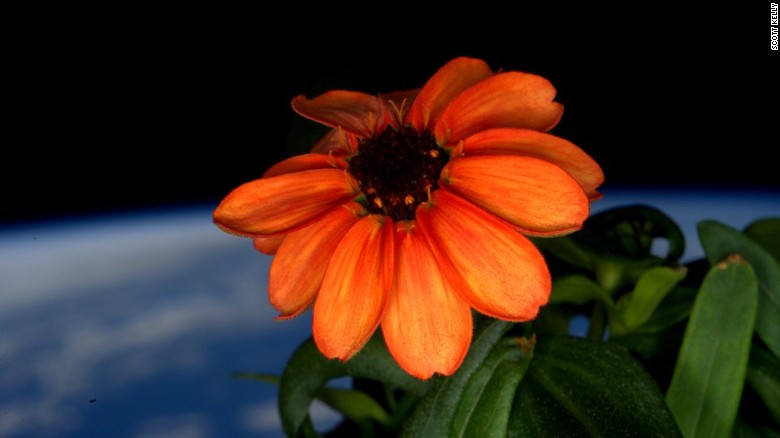 Un astronaute de l'ISS a cultivé la première fleur de l'espace