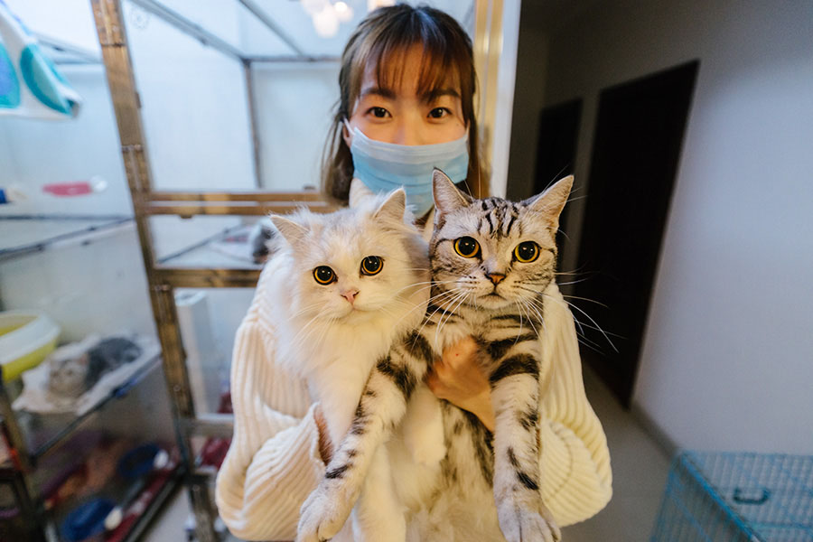 Une passionnée de chats dans le Guandong