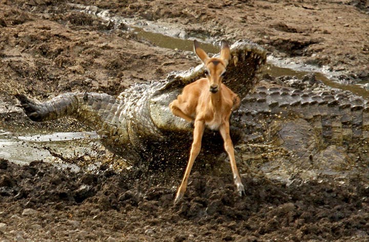Sécheresse : les impalas sous la menace des crocodiles