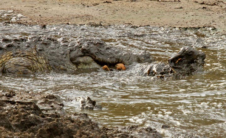 Sécheresse : les impalas sous la menace des crocodiles