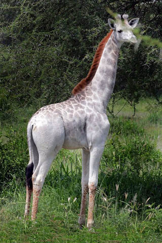Une rarissime girafe blanche découverte en Tanzanie