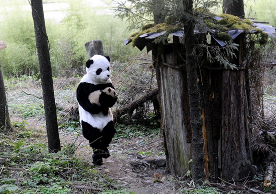 La vie bien étrange, mais palpitante, d'un éleveur de panda