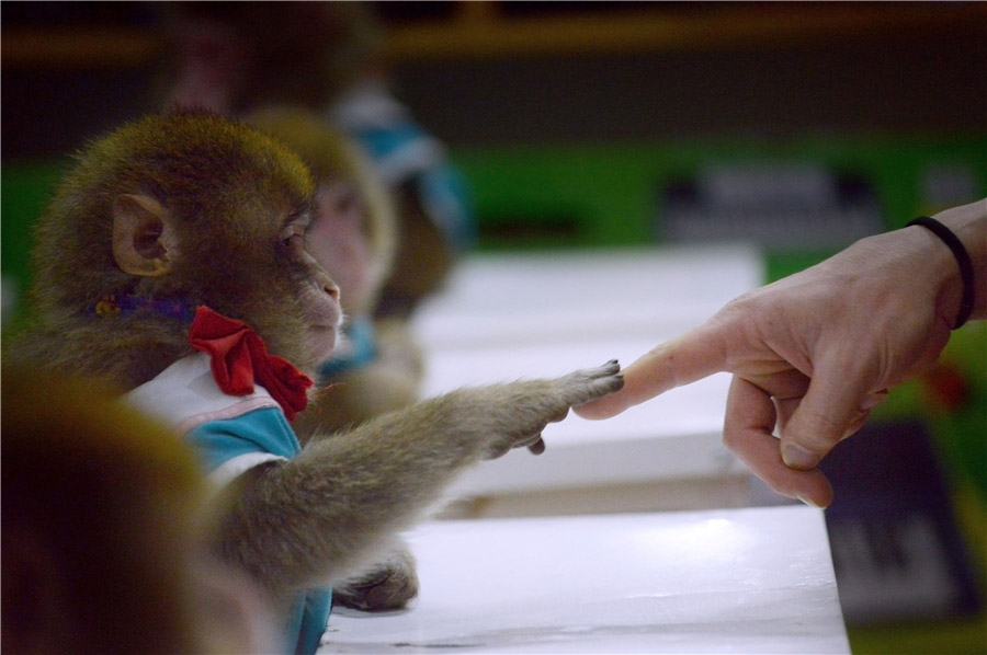 Quand les singes vont en classe pour se préparer à leur année...