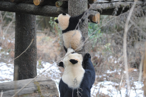 Des pandas formés pour un retour à l'état sauvage
