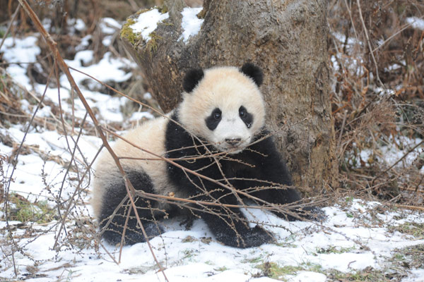 Des pandas formés pour un retour à l'état sauvage
