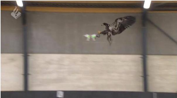 La police néerlandaise va entrainer des aigles pour chasser les drones non autorisés