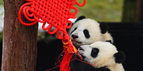 Les pandas nés en 2015 célèbrent aussi la Fête du Printemps