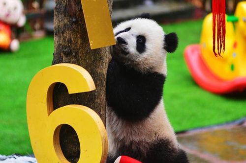 Les pandas nés en 2015 célèbrent aussi la Fête du Printemps