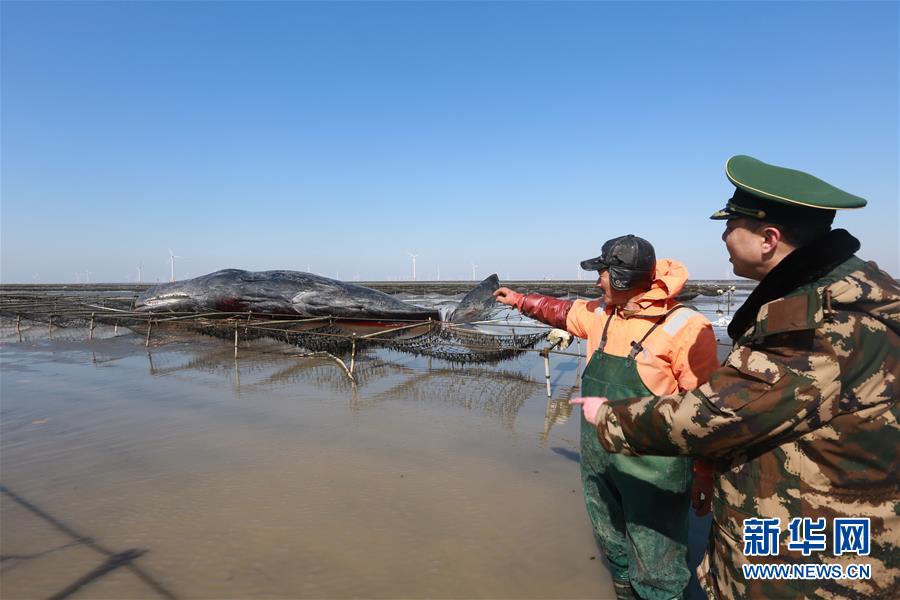 Deux cachalots échoués sur une plage chinoise