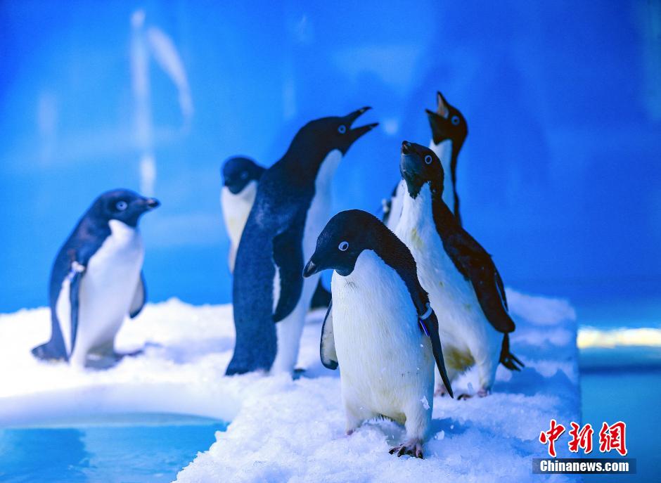 Les « Pingouins de Madagascar » en vrai à Chongqing !