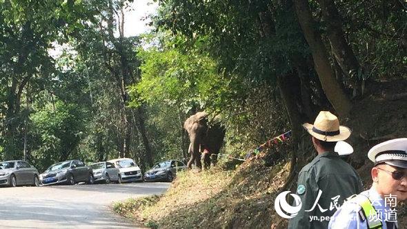 Les autorités locales aux prises avec un éléphant sauvage perturbateur au Yunnan
