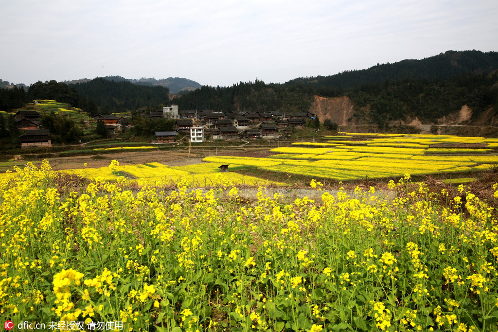 Des colzas en fleurs dans le sud-ouest de la Chine
