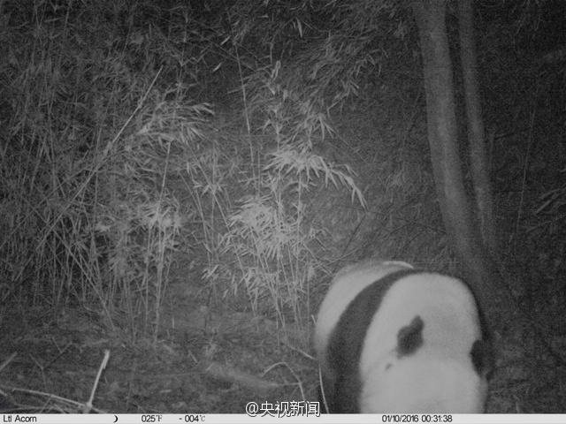 Images de pandas sauvages dans le Shaanxi