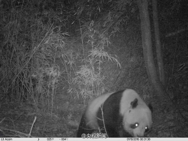 Un panda géant sauvage repéré dans une réserve naturelle au Shaanxi