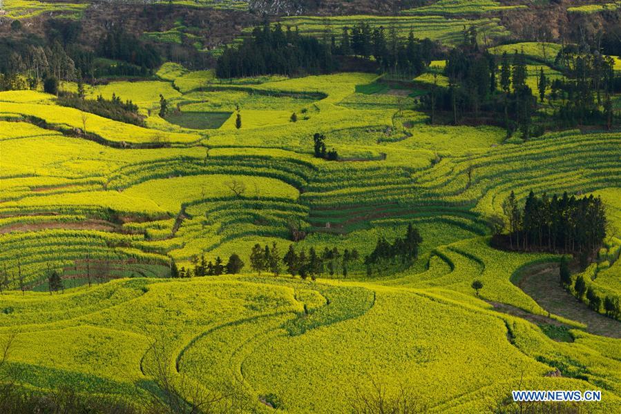 Chine: épanouissement des fleurs de colza dans le Yunnan 